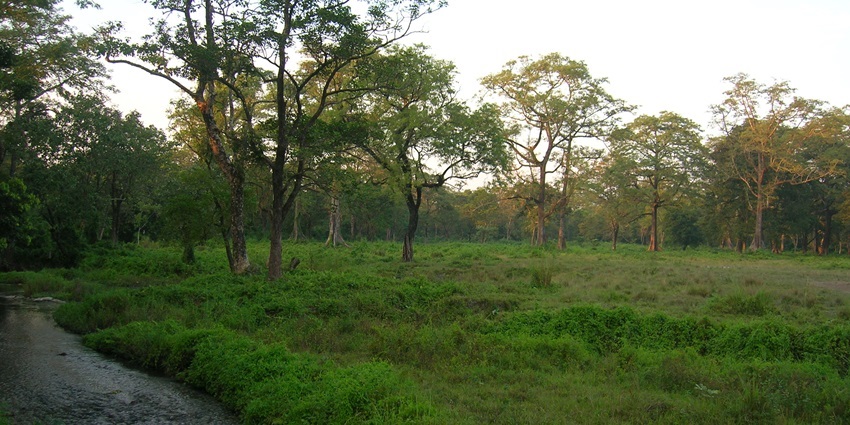 An image of visitors enjoying nature walks in the Jaldapara jungle safari