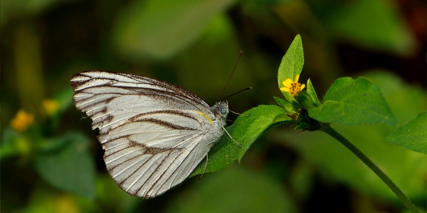 A butterfly with a close wing posture, feeding on leaf sap, photographed at Ramnabagan Wildlife Sanctuary.