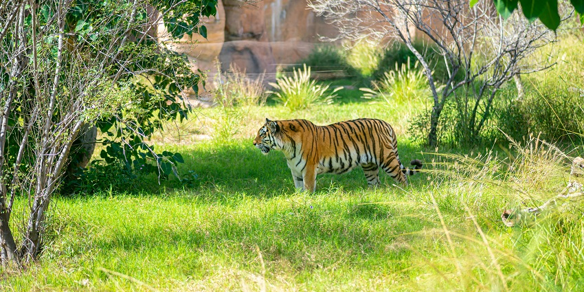 An image of the Nawab Wajid Ali Shah Zoological Garden, Lucknow.