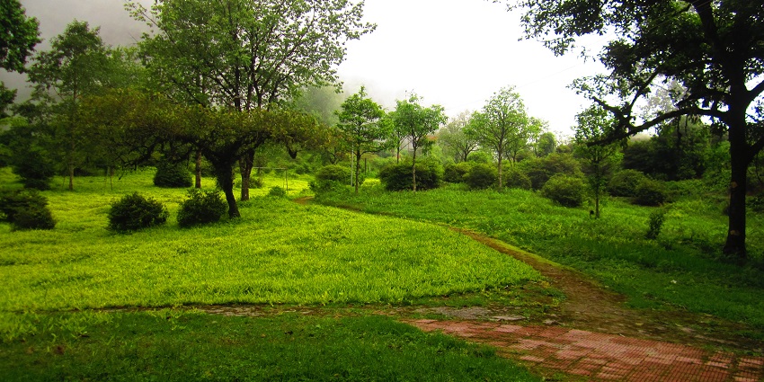 An image of the greenery in Neora Valley National Park, one of the top spots for jungle safaris in West Bengal