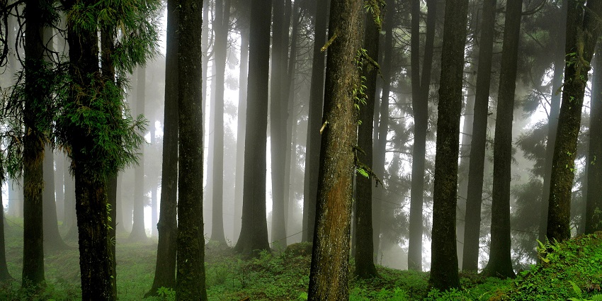 A picture of the Neora Valley trekking path amidst dense forest in West Bengal.