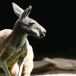 A detailed guide to the night safari in Australia offering an immersive experience.