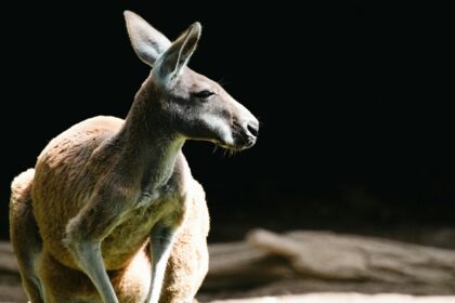 A detailed guide to the night safari in Australia offering an immersive experience.