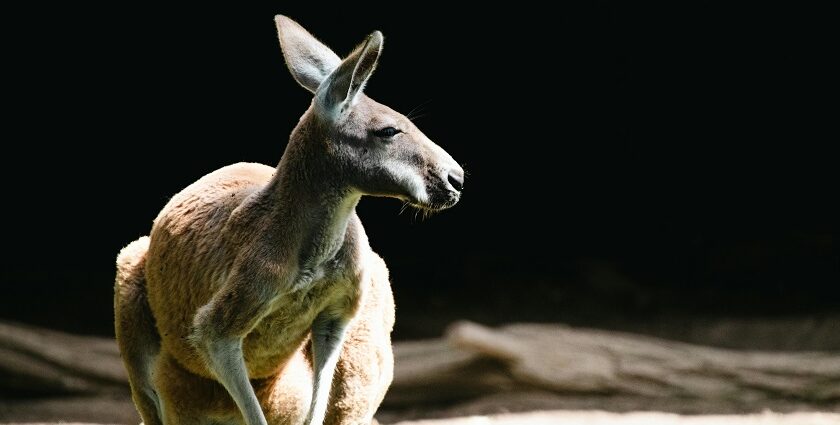 A detailed guide to the night safari in Australia offering an immersive experience.