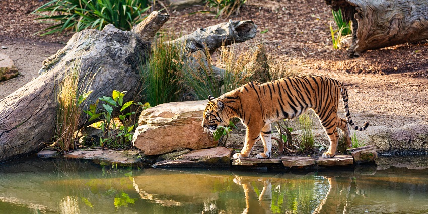 An image of the tourists observing wildlife during a jungle safari in Pune.
