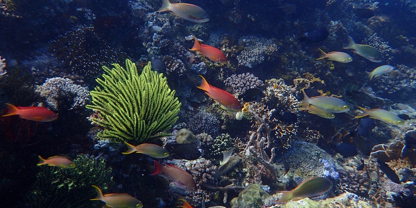 Appealing coral reef spotted while scuba diving in Australia at Western Australian Coast.