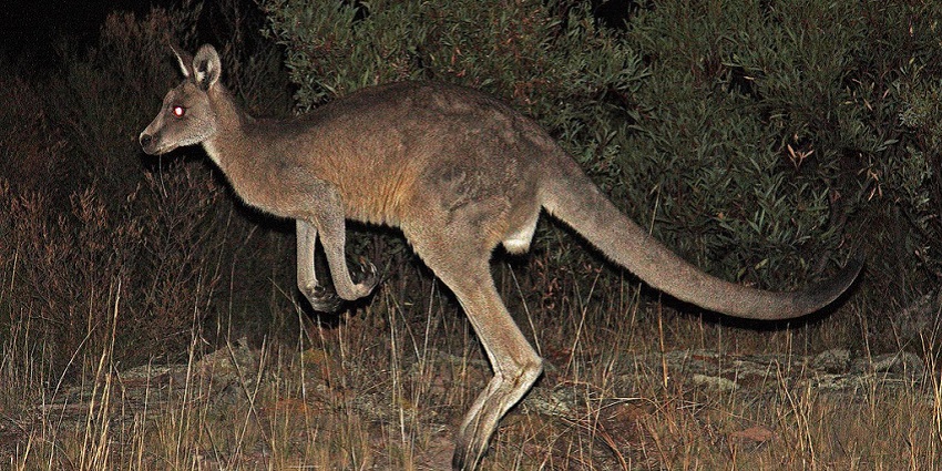 Experience a night safari in Australia at Kangaroo Island to experience the rich wildlife.