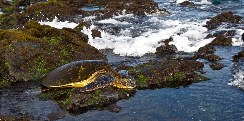 Ocho Rios Bay (Turtle Beach) is located near the Ocho Rios cruise port