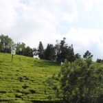 Beautiful snap of the hills covered in the lush green vegetation–Best Hill Stations In Tamil Nadu