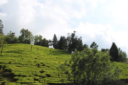 Beautiful snap of the hills covered in the lush green vegetation–Best Hill Stations In Tamil Nadu