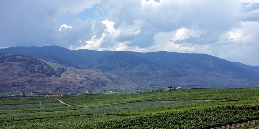 Panormaic view of acres of Vineyards in Okanagan valley along with a water body and mountain range