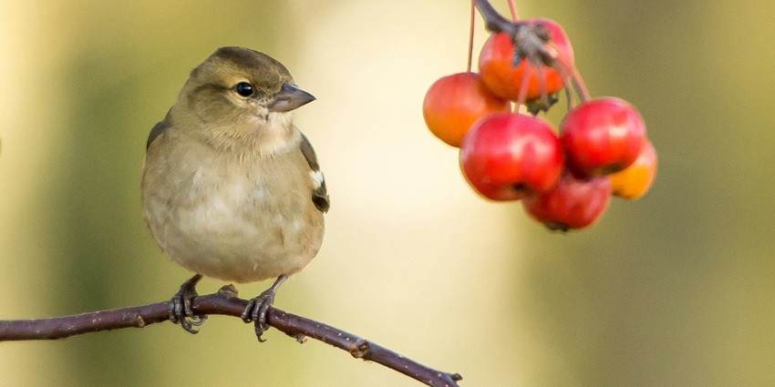 enrich yourself with the knowledge of birds and their species at okhla bird sanctuary