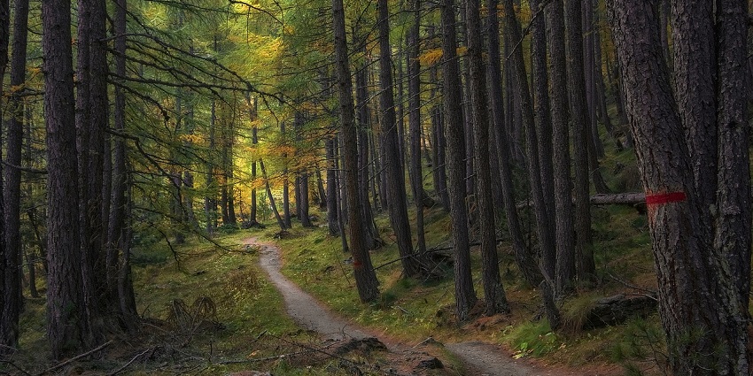 An image of a forest trail similar to Old Pinnacles Trail in Pinnacles National Park.
