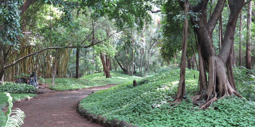 A picture of the lush green landscape of Osho Teerth Park in Pune, surrounded by trees.
