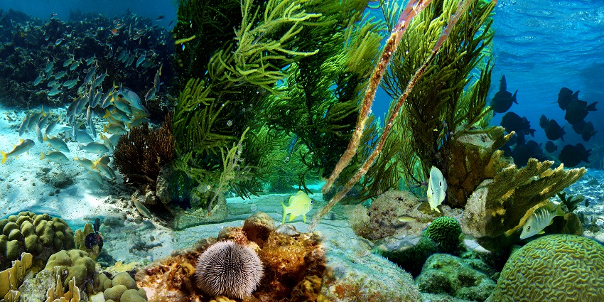 Vibrant Marine life view of Cottesloe Beach, an interesting place in Perth.