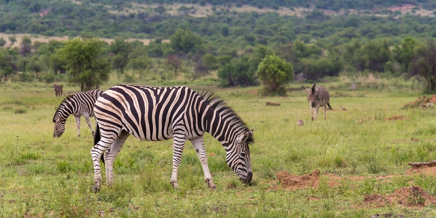 Beautiful wildlife scenes surrounded by lush green hills and wildlife in their natural habitat
