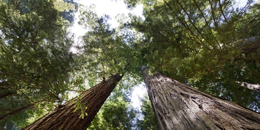 An image of the tall towering redwood trees in the walkthrough of the Redwood National Park, USA.