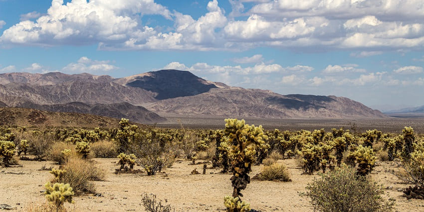 An image of the Joshua Tree National Park along with mountains and a clear sky.