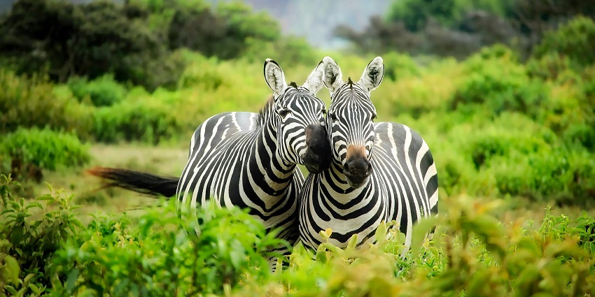 An image of two beautiful zebras which you can spot at Gorewada Jungle Safari.