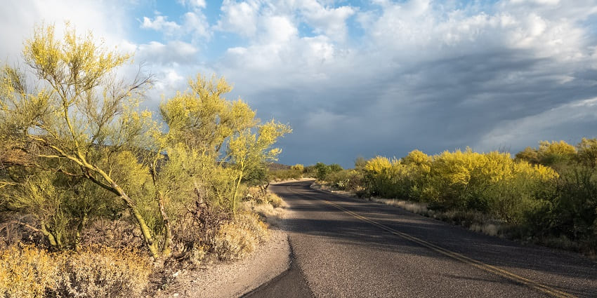 Picturesque view of road through Saguaro National Park Arizona USA surrounded by mountains and greenery