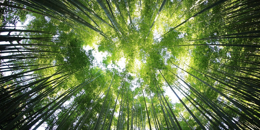 A picture of a canopy formed by the trees at the Jaldapara National Park in West Bengal