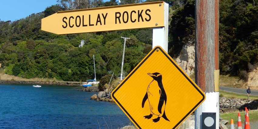 Stewart Island penguin road sign during day time view with green hill at the back