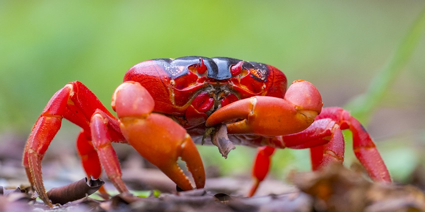 Image of a bright red crab on golden sand of Christmas Island