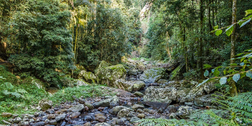Trails and wildlife in Springbrook National Park in the wilderness of Australia