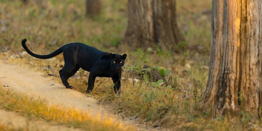 An image of the visitors following the factors that are to be considered in the Jaldapara jungle safari