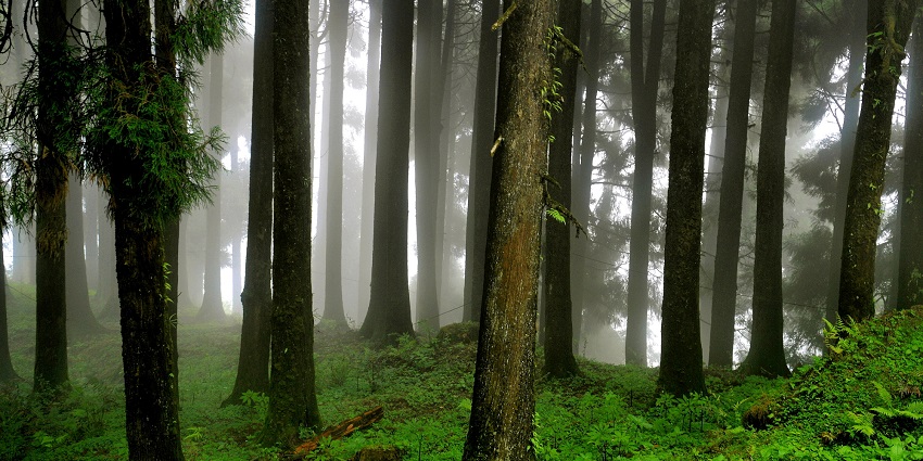 Keep Neora Valley National Park in Kalimpong district clean.