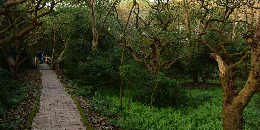 An image from Kulik Bird Sanctuary where people enjoy nature walks while crossing bridges.