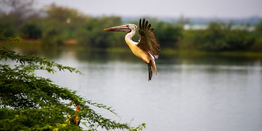 A picture of a lake in Ramnabagan Wildlife Sanctuary, showcasing the sanctuary's rich wildlife.