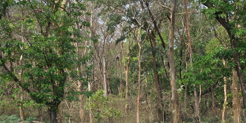 A picture of the tall trees and lush greenery at a wildlife sanctuary