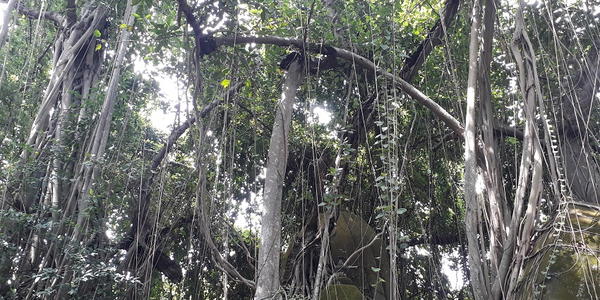 A scenic view of Bakreshwar Hot Spring with ancient temples surrounded by lush greenery.