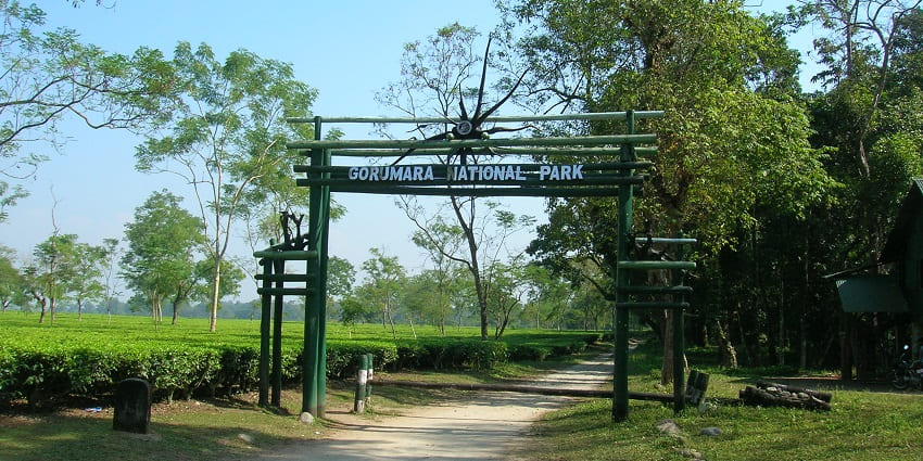 An image of a curving forest path through the dense, lush green Gorumara National Park in North Bengal.