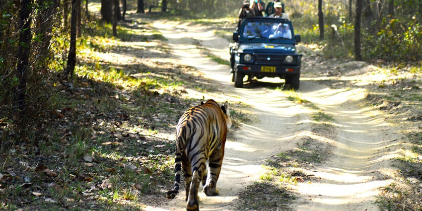 Jungle safari in the jeep at Dhangarhi Gate and Museum.