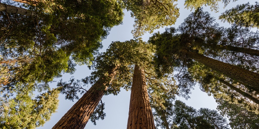 An image of the giant sequoias at Sequoia National Park.