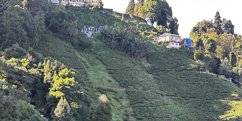 The lush green valleys of Darjeeling attract tourists from all around.