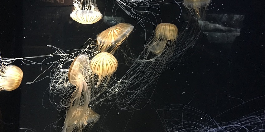 A group of jellyfish swimming gracefully in an aquarium, showing their intricate tentacles