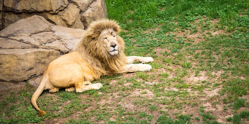 Many lions are rescued at Africa Big Cat Wildlife Sanctuary in South Africa