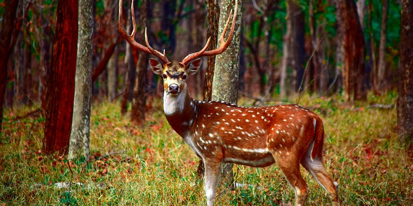An image of a safari vehicle exploring the rich biodiversity of Pench National Park