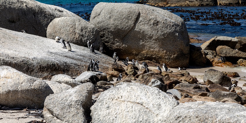 Penguin Colony is a perfect spot for wildlife lovers near Robben Island, South Africa.