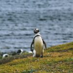 Image of penguins in their natural habitat - An Enchanting view of penguin island