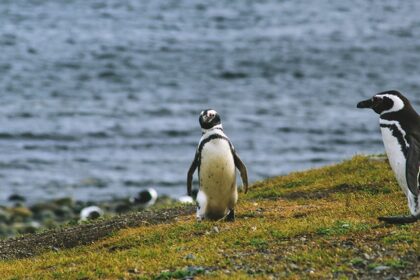 Image of penguins in their natural habitat - An Enchanting view of penguin island