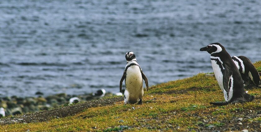 Image of penguins in their natural habitat - An Enchanting view of penguin island