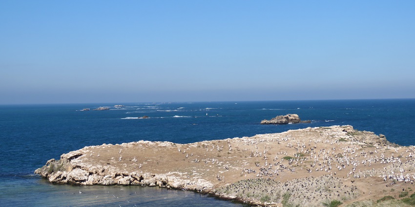 Penguin Island is home to a large colony of little penguins, near Rottnest Island.