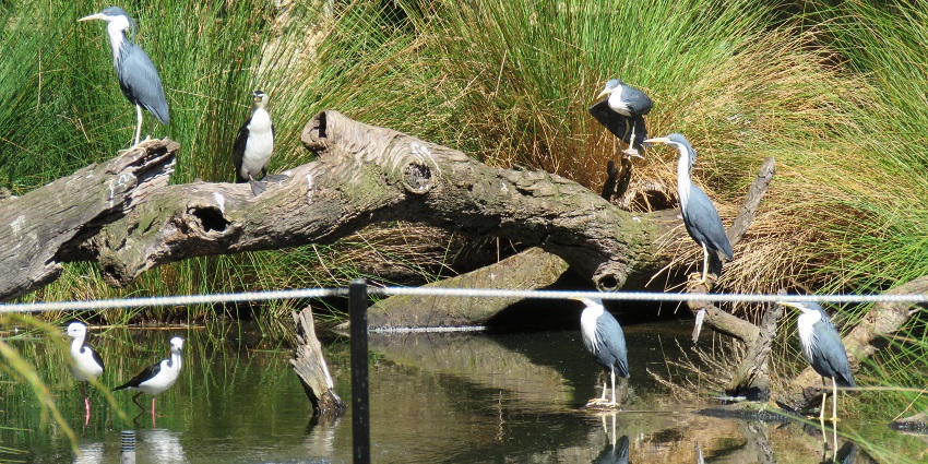 Discover native species at Perth zoos in Australia’s scenic west coast