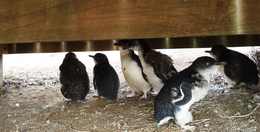 Spot Penguins and other wildlife species at the Phillip Island which is an interesting place.