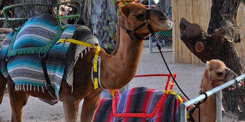 A picture shows animals, here it is a Camel, that is well-dressed and looks pleasing.