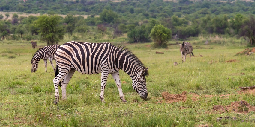 Visit Pilanesberg National Park in South Africa for a great wildlife experience